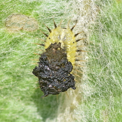 Cassida rubiginosa