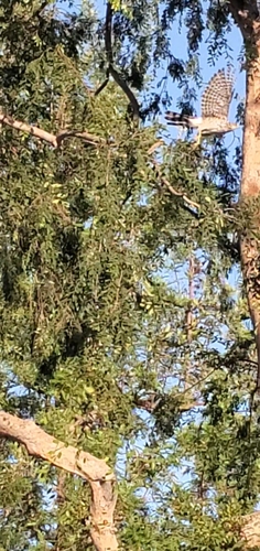 photo of Accipiters (Accipiter)