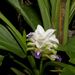 Curcuma parviflora - Photo (c) Tony Rodd, some rights reserved (CC BY-NC-SA)