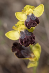 Ophrys