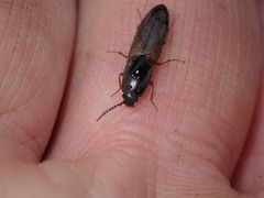 Corymbitodes tarsalis