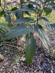 Glochidion sumatranum