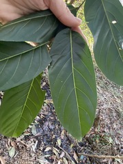 Glochidion sumatranum