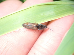 Corymbitodes tarsalis