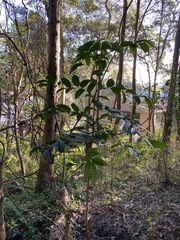 Glochidion sumatranum