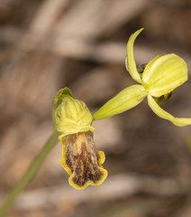 Ophrys fusca