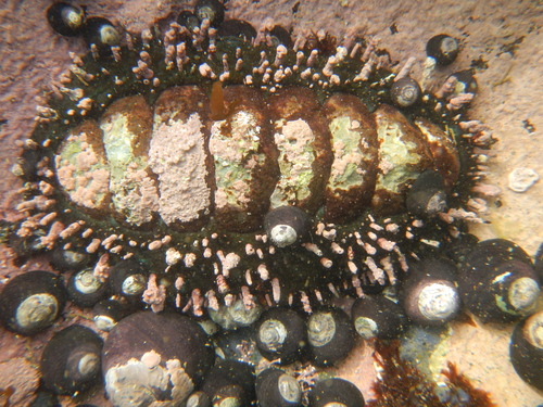 taxonomy_inaturalist image for Acanthopleura