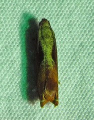 Episimus tyrius
