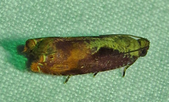 Episimus tyrius