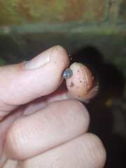 Armadillidium vulgare