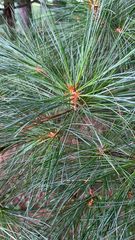 Pinus strobus