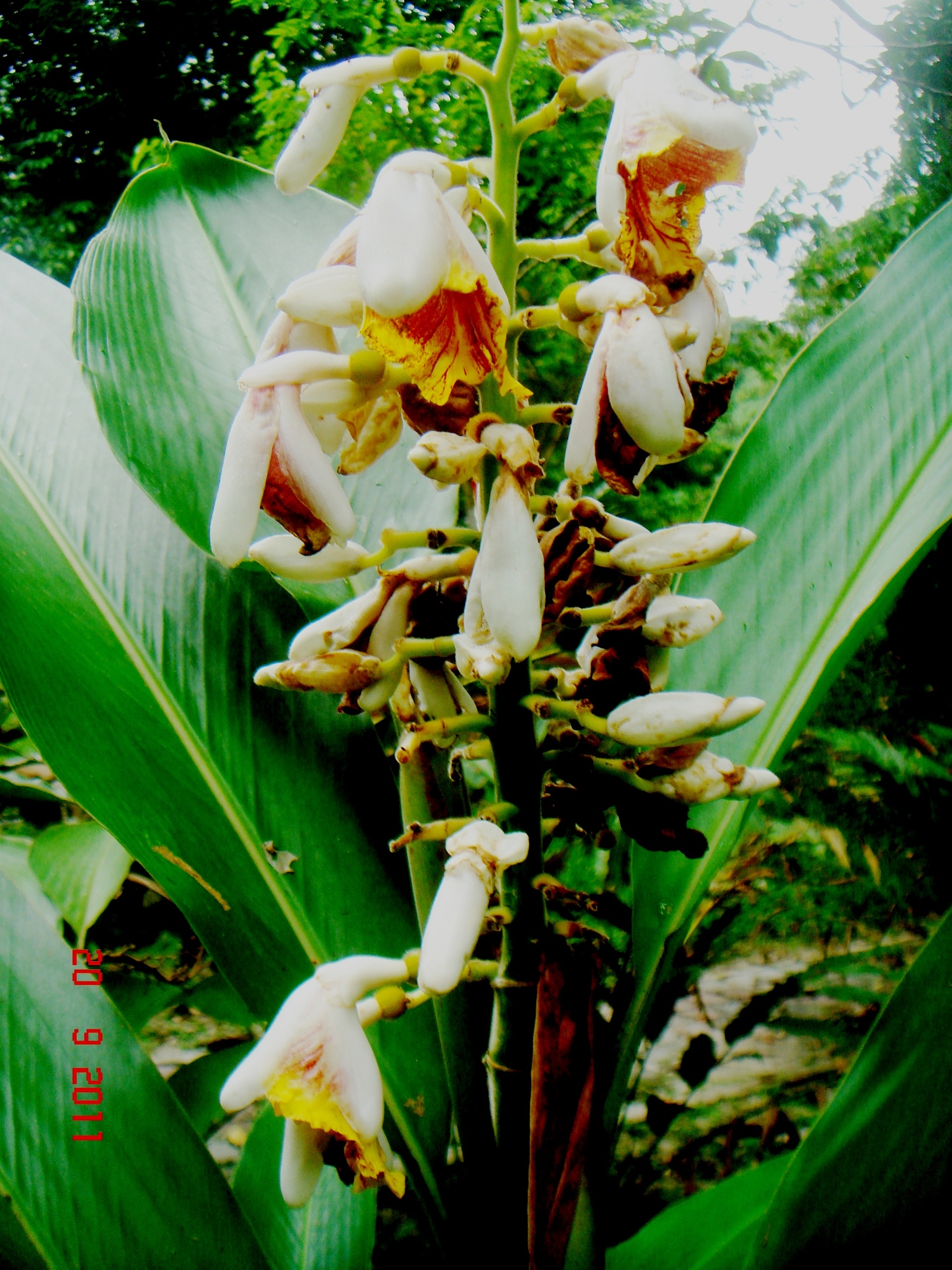 Alpinia mutica