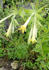 Lithospermum macromeria