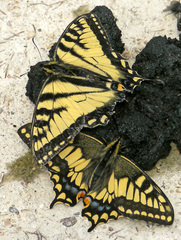 Papilio machaon hudsonianus