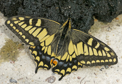 Papilio machaon hudsonianus