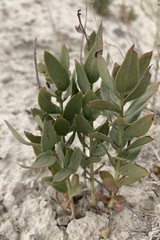 Comandra umbellata pallida