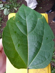 Hampea appendiculata