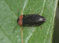 Ampedus rubricus