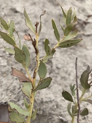 Comandra umbellata pallida