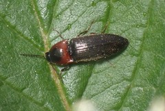 Ampedus rubricus