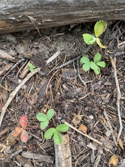 Fragaria cascadensis