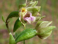 Epipactis dunensis