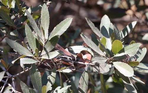 photo of Toyon (Heteromeles arbutifolia)