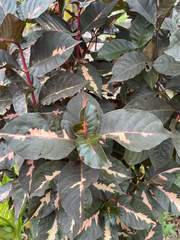 Graptophyllum pictum