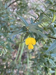 Podolobium aciculiferum