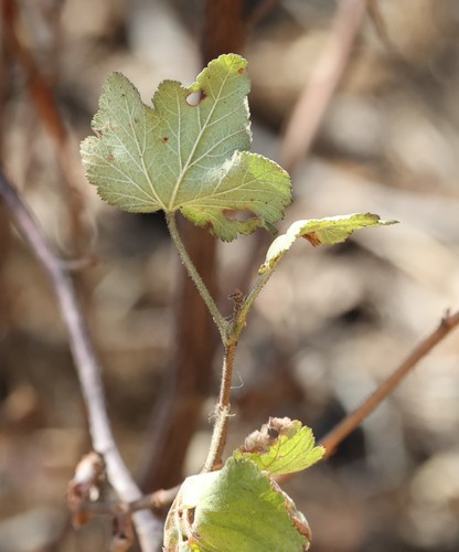 photo of Chaparral Currant (Ribes malvaceum)