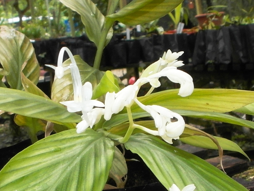 Globba leucantha