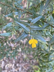 Podolobium aciculiferum