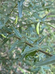 Podolobium aciculiferum