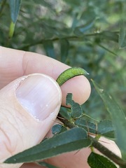 Podolobium aciculiferum