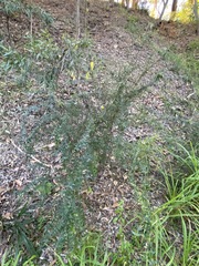 Podolobium aciculiferum