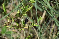 Prolepsis tristis
