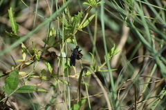 Prolepsis tristis