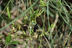 Prolepsis tristis