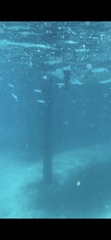Hemiramphus brasiliensis