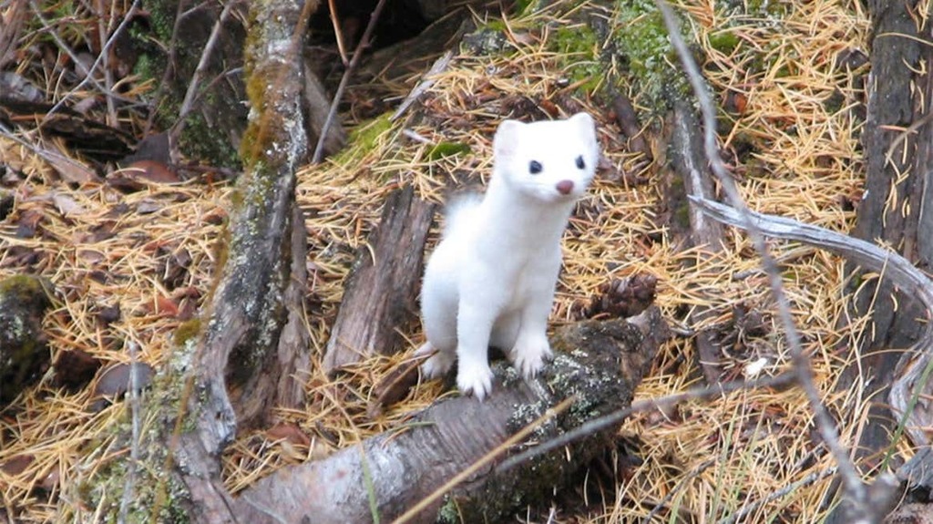 Haida Ermine