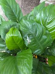 Spathiphyllum wallisii