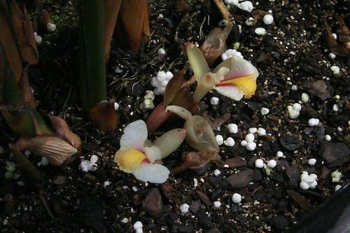 Amomum curtisii