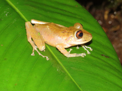 Pristimantis labiosus