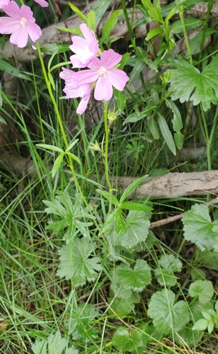 Image of Sidalcea neomexicana by (c) Laura Gaudette, some rights reserved (CC BY)