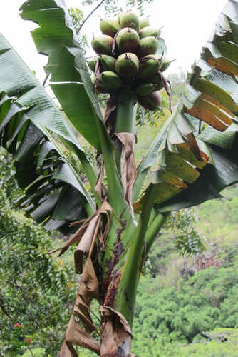 Musa troglodytarum