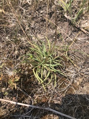 Phemeranthus parviflorus