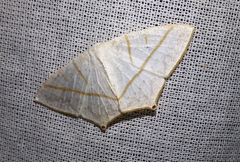 Brachurapteryx breviaria