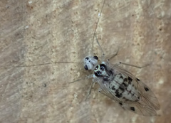 Psocus leidyi