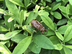 Cryptotympana facialis