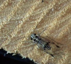 Psocus leidyi